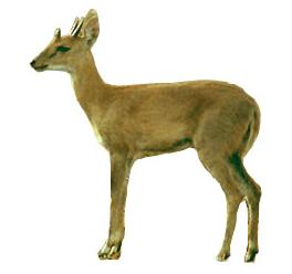 Four Horned Antelope