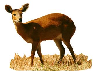 Four Horned Antelope Female
