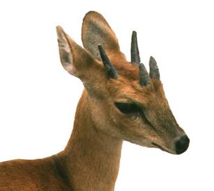 Four Horned Antelope